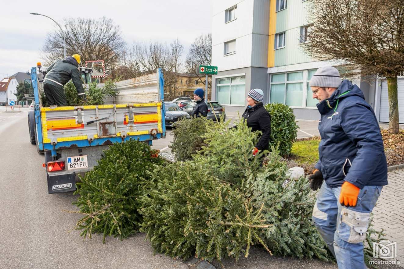 Christbaumsammeln VP Stadt Amst 005.jpg