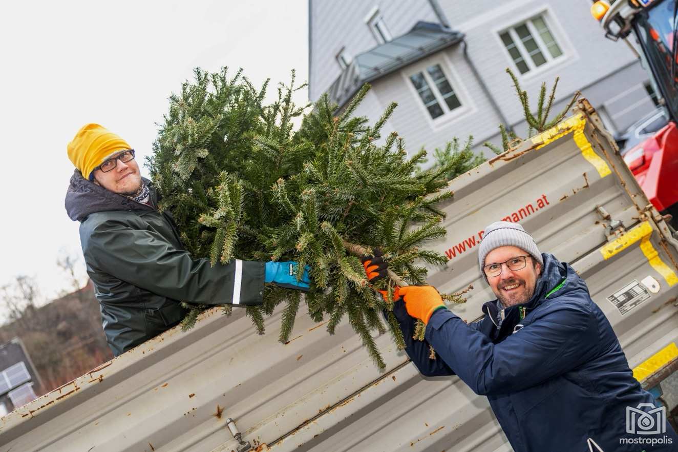 Christbaumsammeln VP Stadt Amst 004.jpg